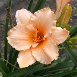 easydaylillies2