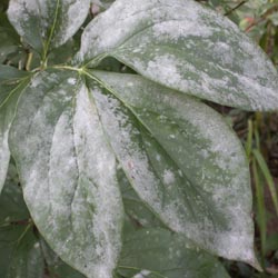 Powdery Mildew Disease on Leaves