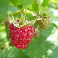 raspberry-1