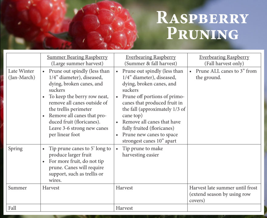 raspberry-chart