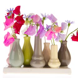 Lathyrus in little vases