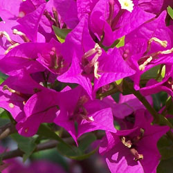 tropics-1