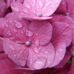 endless-summer-hydrangeas-1