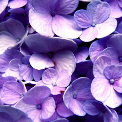 endless-summer-hydrangeas-2