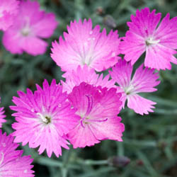 Close up of Dianthus Plant Background