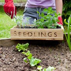 Gardener With Seedling Tray