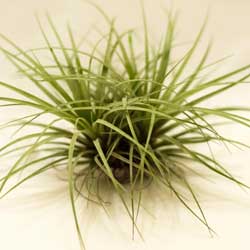 tillandsias_2