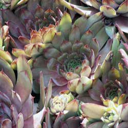 Year-Round Container Gardens