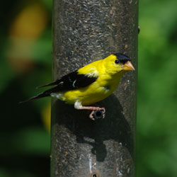 The Best Birdseed for Winter Finches