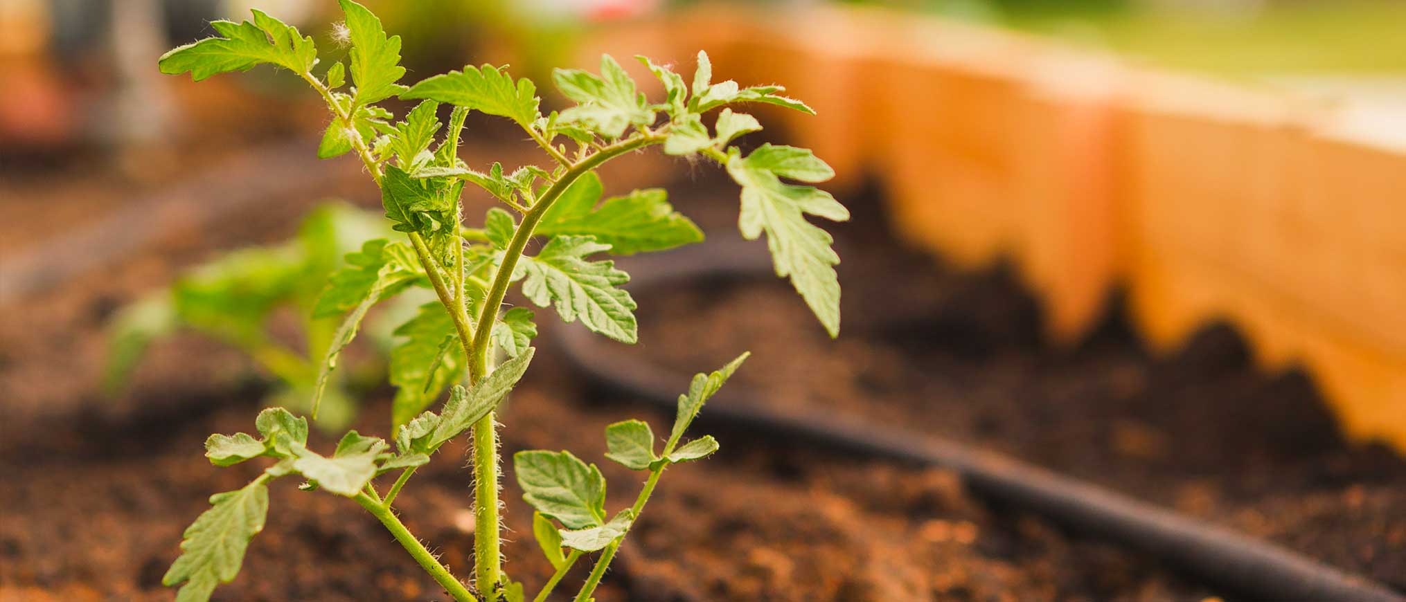 banner2 The New Corn Crib Greenhouse
