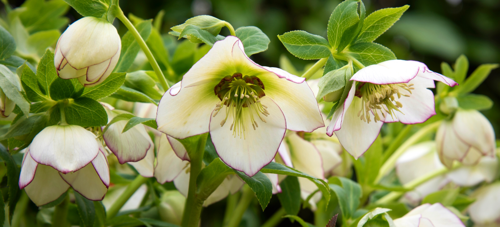 The New Corn Crib Greenhouse
