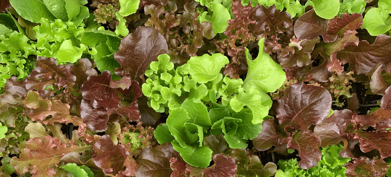 The New Corn Crib Greenhouse