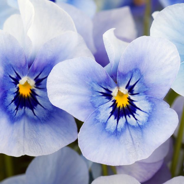 Charming Pansies The New Corn Crib Greenhouse