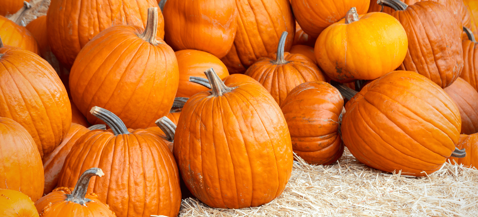 The New Corn Crib Greenhouse