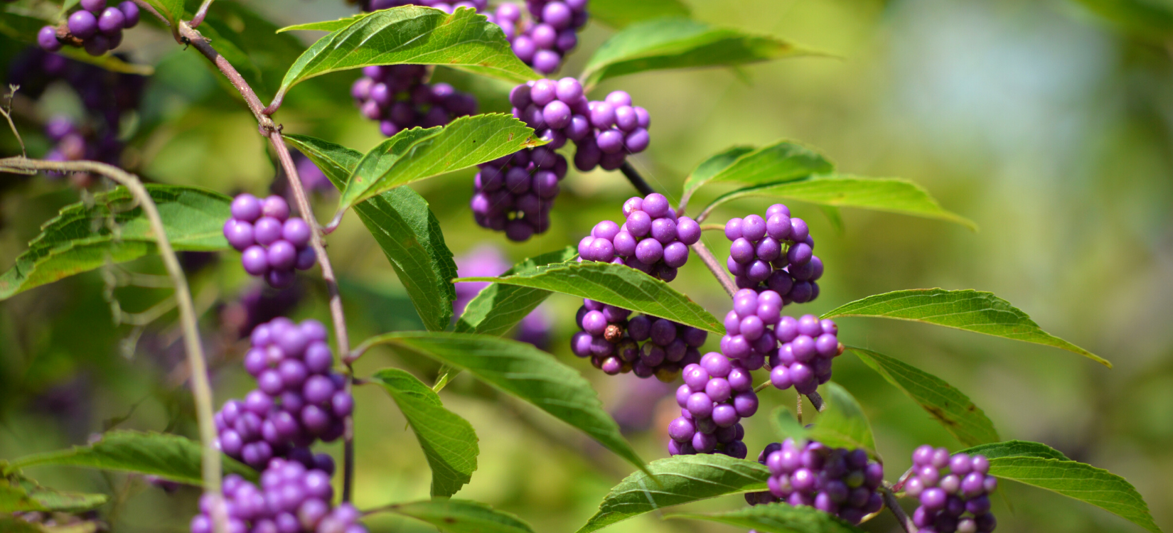 The New Corn Crib Greenhouse