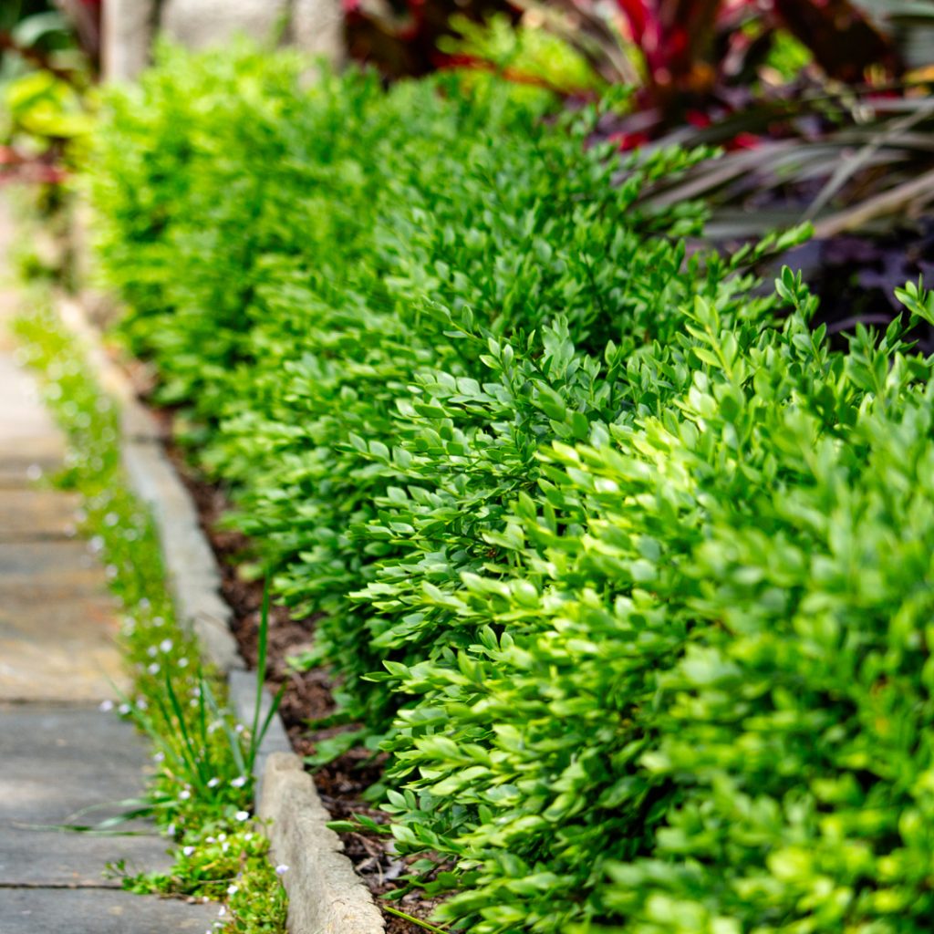 Enhance Your Garden with A Hedge Border
