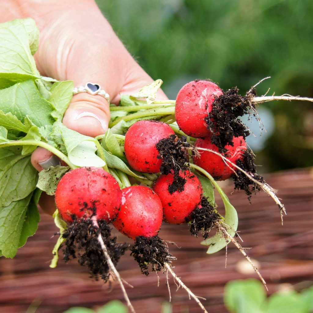 Square Foot Gardening