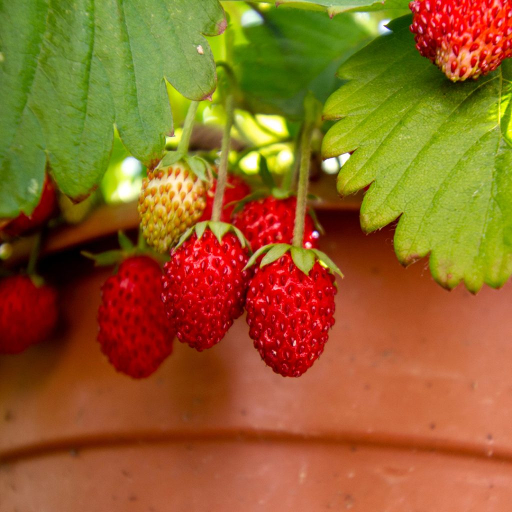 Strawberries: Home Grown in Hanging Baskets