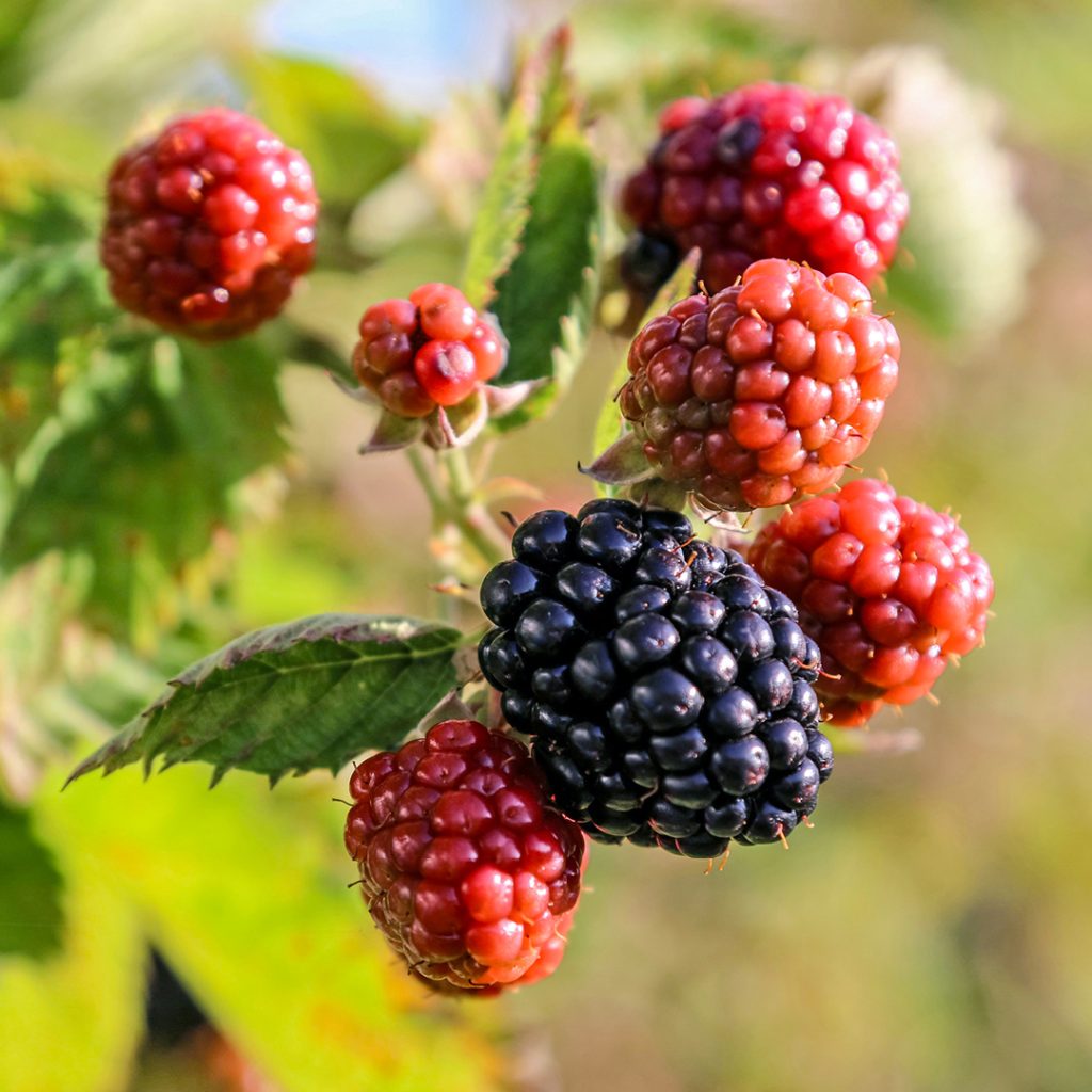 A Guide to Home-Grown Blackberries