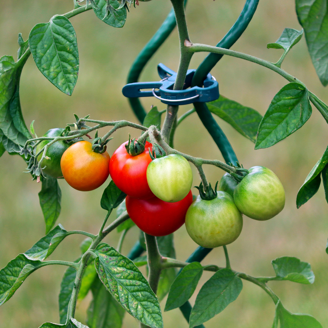 Supporting and Training Tomato Plants