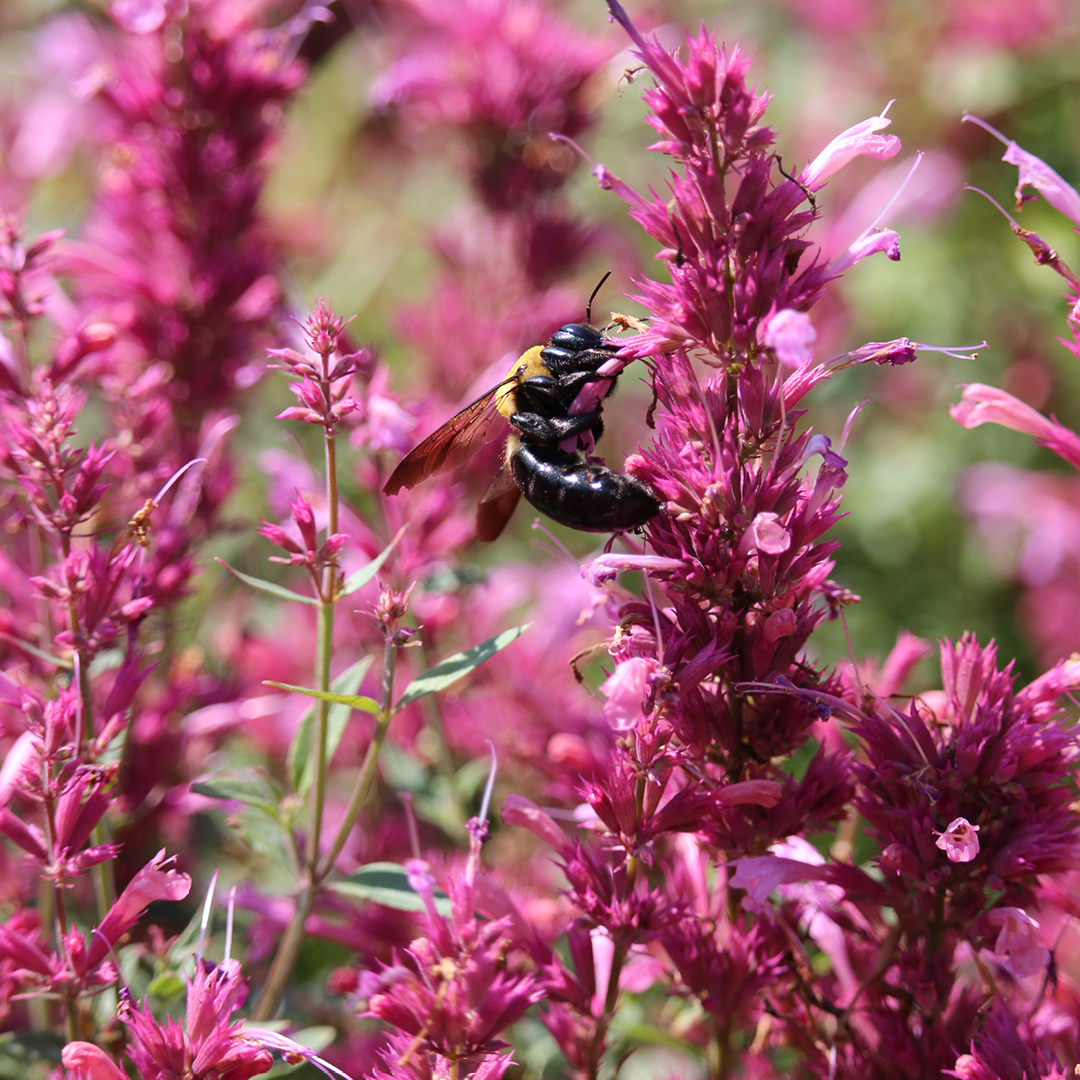All About Agastache