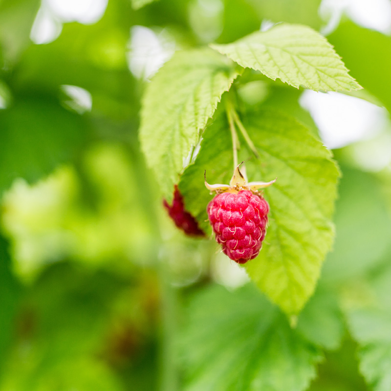 Raspberry