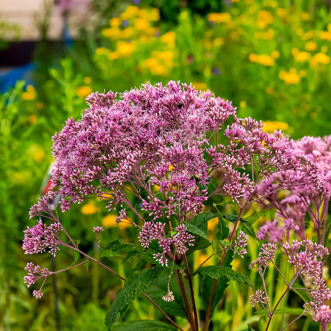 Joe Pye Weed: A Native Jewel