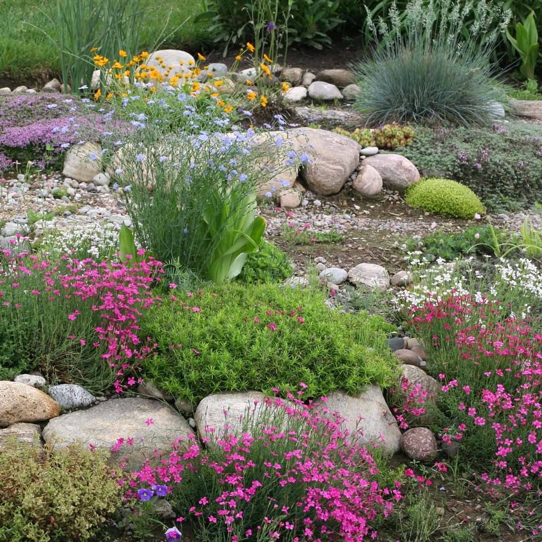 Xeriscaping