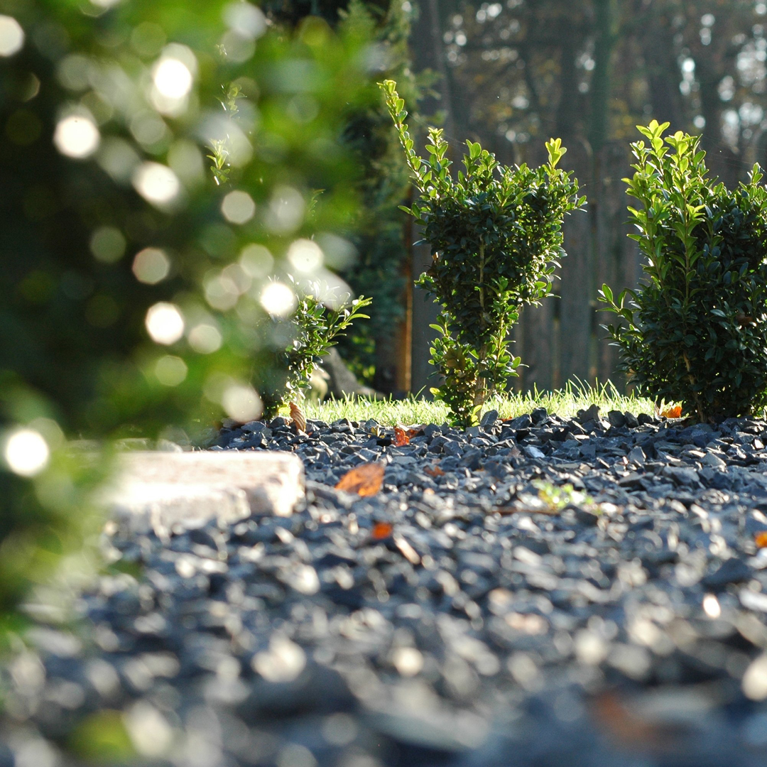 Xeriscaping: Pros & Cons