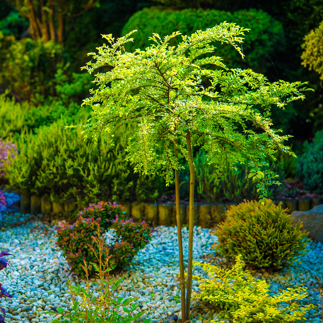 Xeriscaping