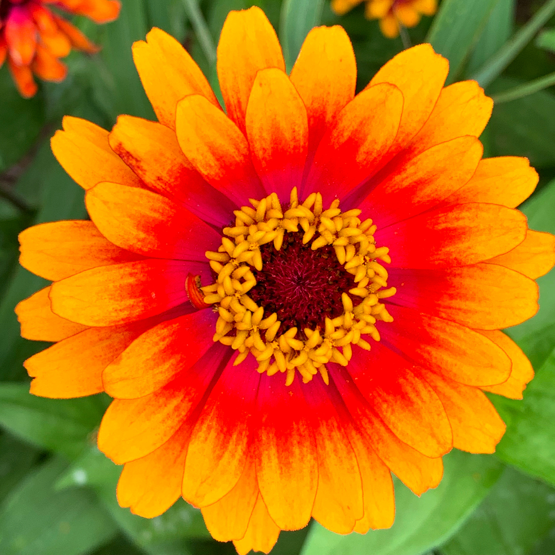 Zinnias for a Riot of Summer Color