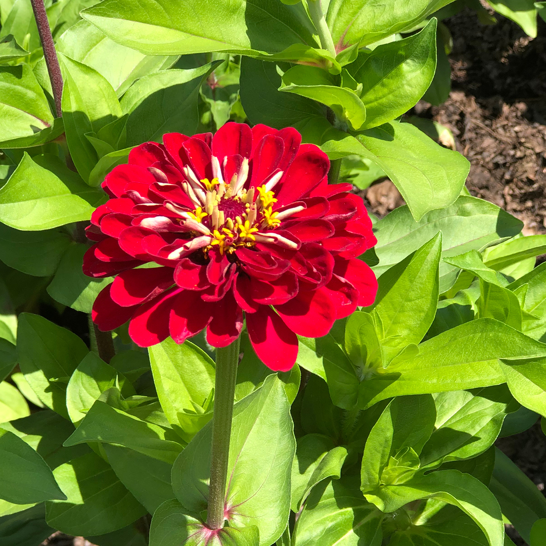 Zinnias Summer Color