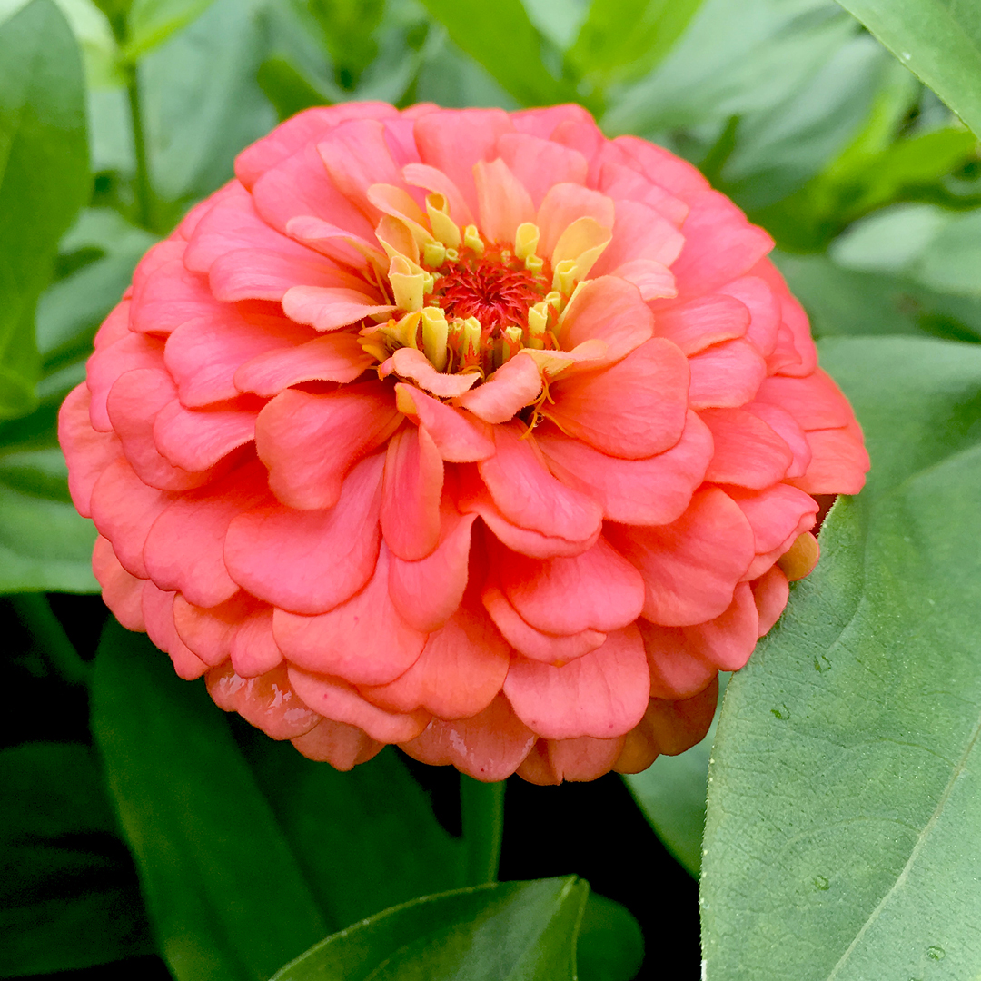 Zinnias Summer Color