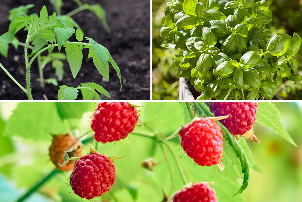 Corn Crib Fruit, Herb and Vegetable