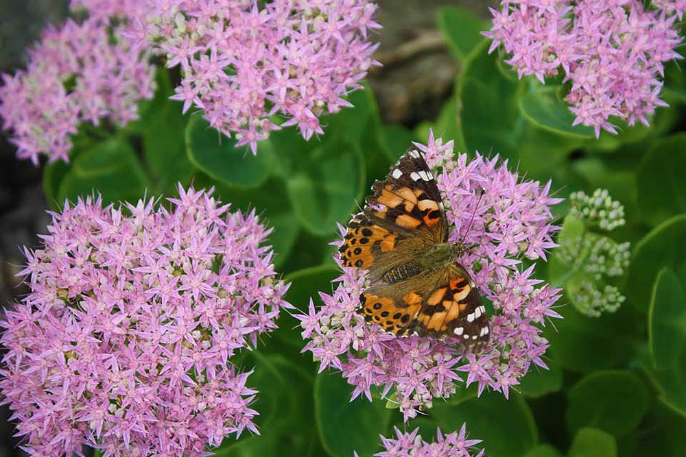 Corn Crib Perennials