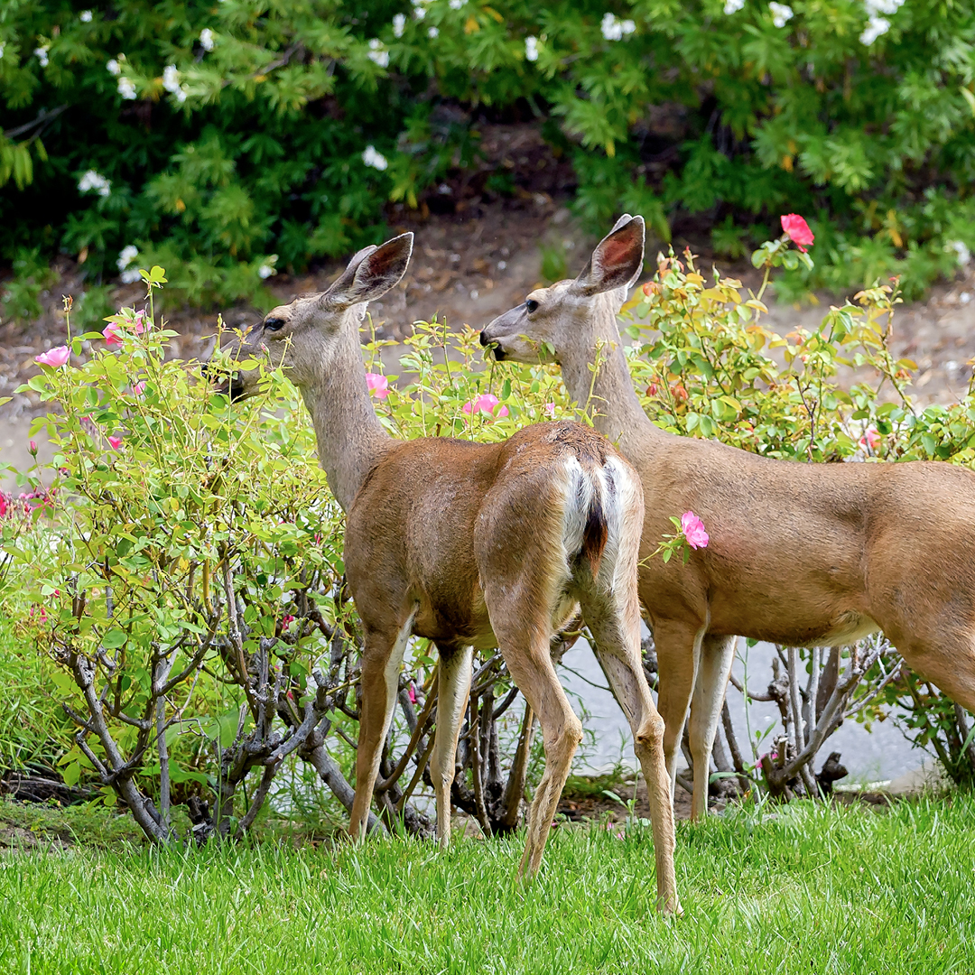 Deer Browsing Blues
